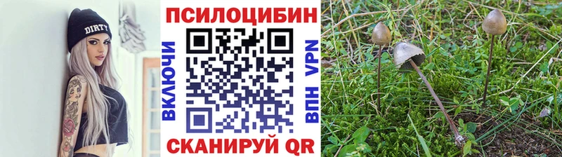 купить наркотик  Урус-Мартан  Псилоцибиновые грибы Cubensis 